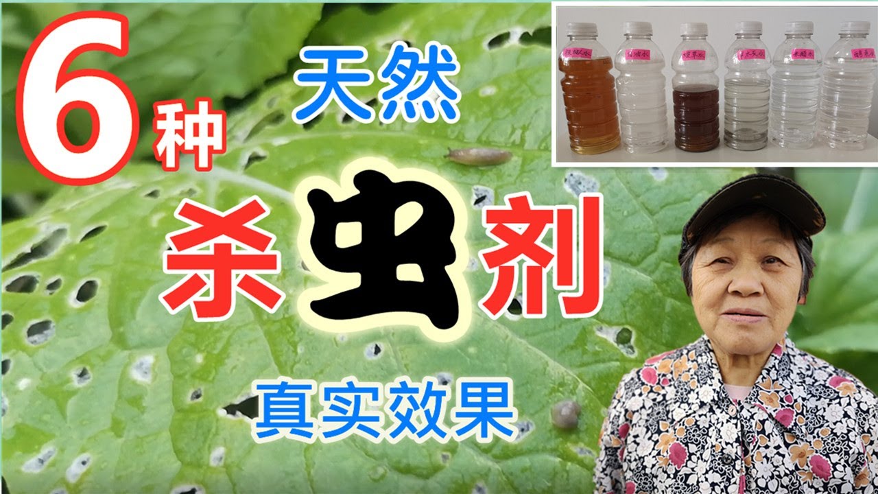 6種自製天然殺蟲劑，真實殺蟲效果，防止蚜蟲，鼻涕蟲，紅蜘蛛，粉蝨，白粉病，黑斑病和霜霉病