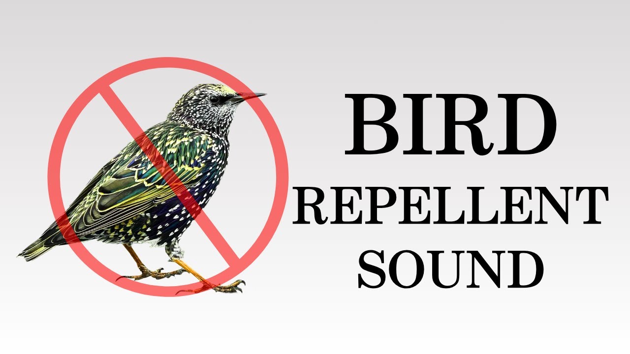 Ultrasonic Bird Repellent Sound | Keep Pigeons, Crows, Starlings Away