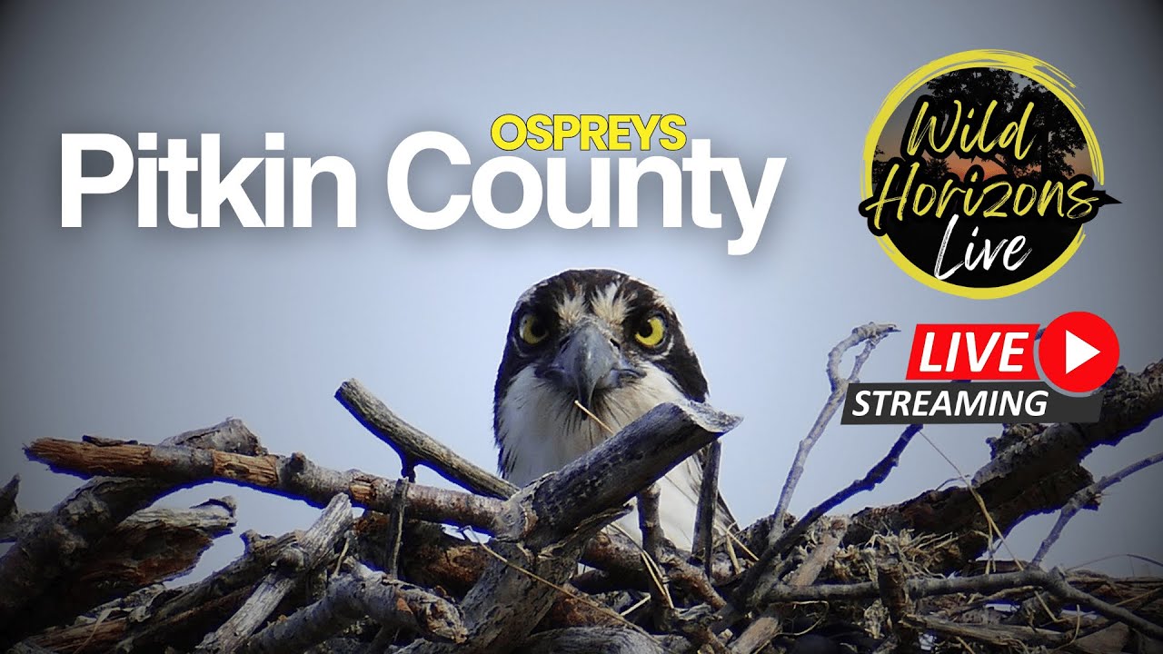 🦅 Pitkin County Ospreys 2025: Live Nest Cam 20.8.25