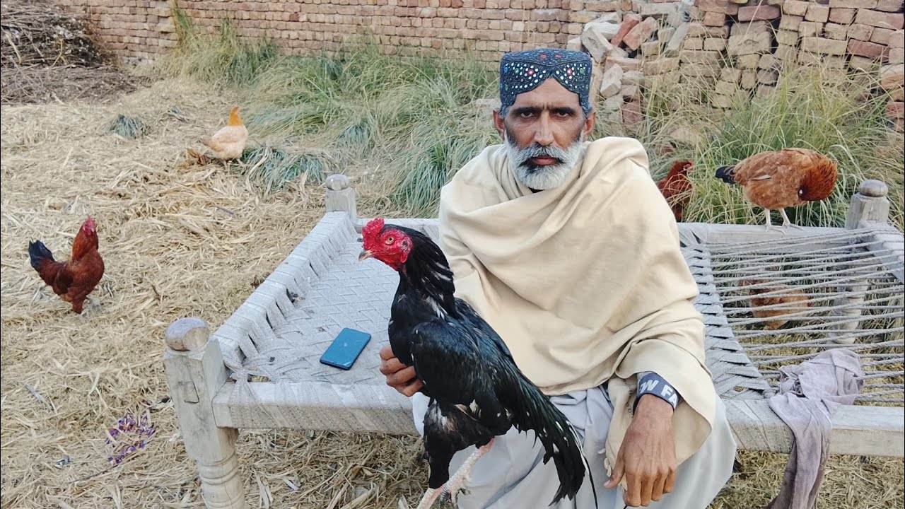 15 din mein do murge maidan mein