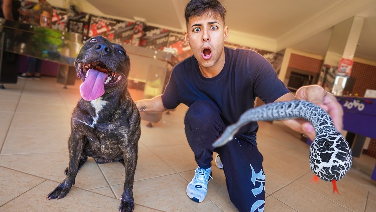 COMPREI UMA COBRA DE CONTROLE REMOTO PARA MEU CACHORRO
