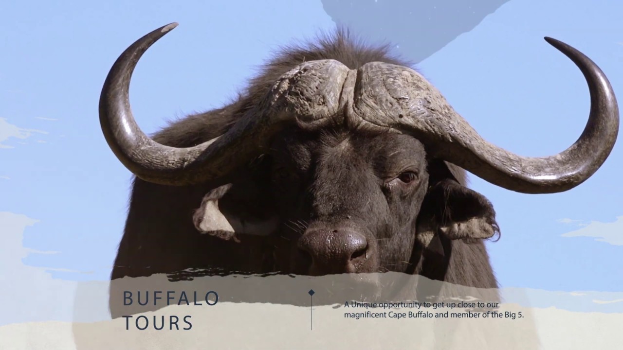 Introducing Experiences at Bellevue Forest Reserve.