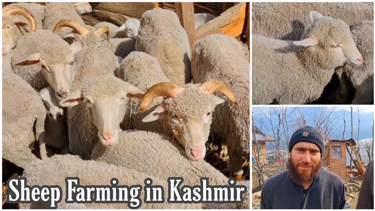 Sheep Farming In Gogaldara Kashmir | Farmer Upset With Government