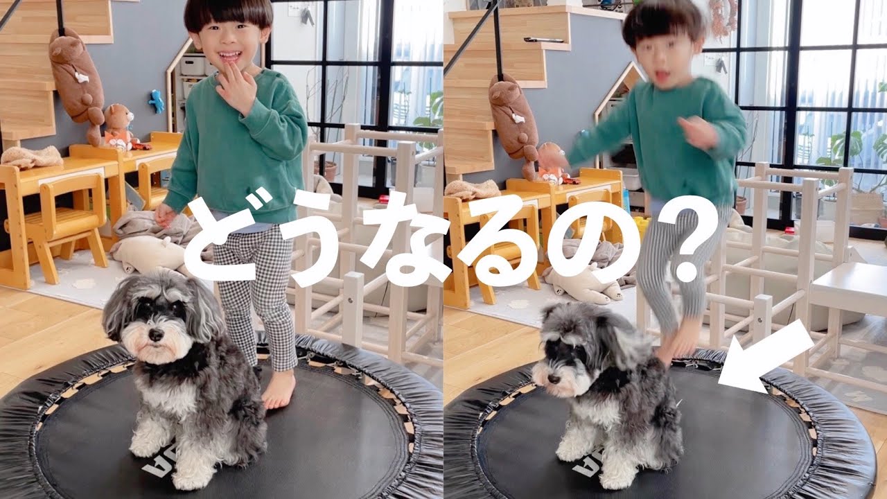 【富山帰省】はじめてのトランポリンが気に入ってしまった犬【シュナウザージジトト】