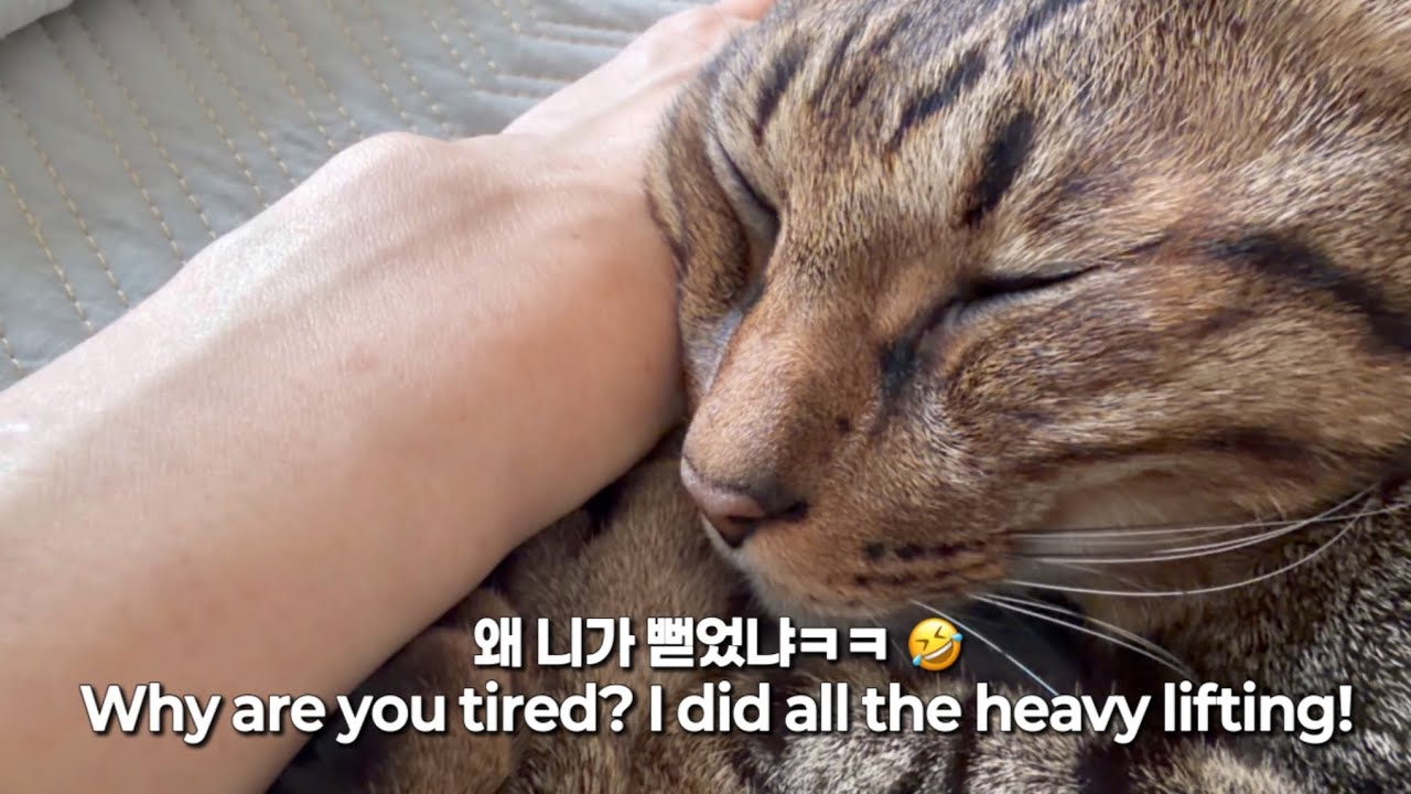 [삼묘시대 vlog 5] 왜 니가 뻗었냐.. make it make sense: I worked, you’re tired. 