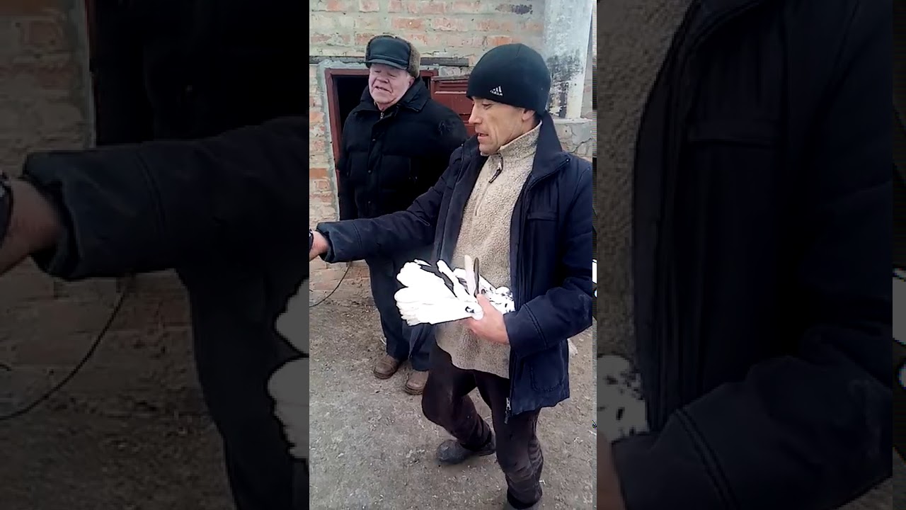 В гостях у Сергея, просмотр его Николаевских голубей Донецкого направления, часть 2.