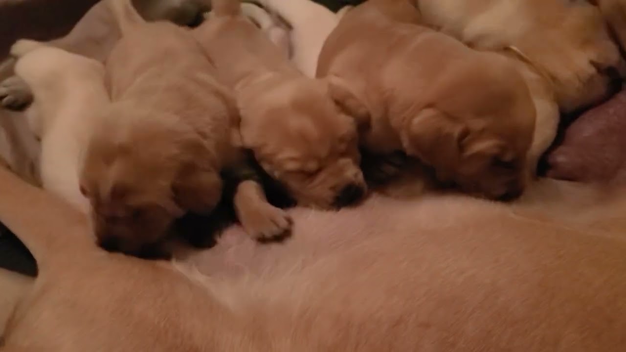 3 week old lab puppies nursing #labrador #nursingpuppies #labrador #yellowlab