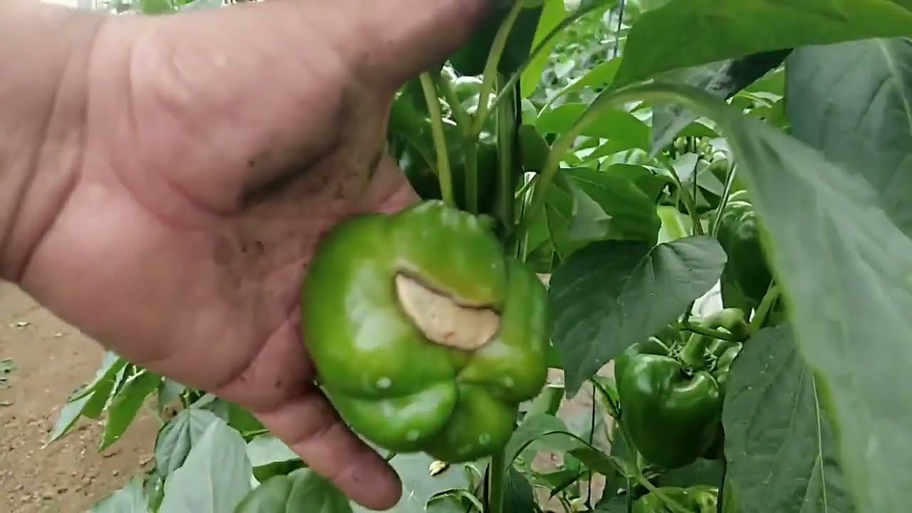 CULTIVO DE PIMIENTOS MORRON #chilemorron #agriculture