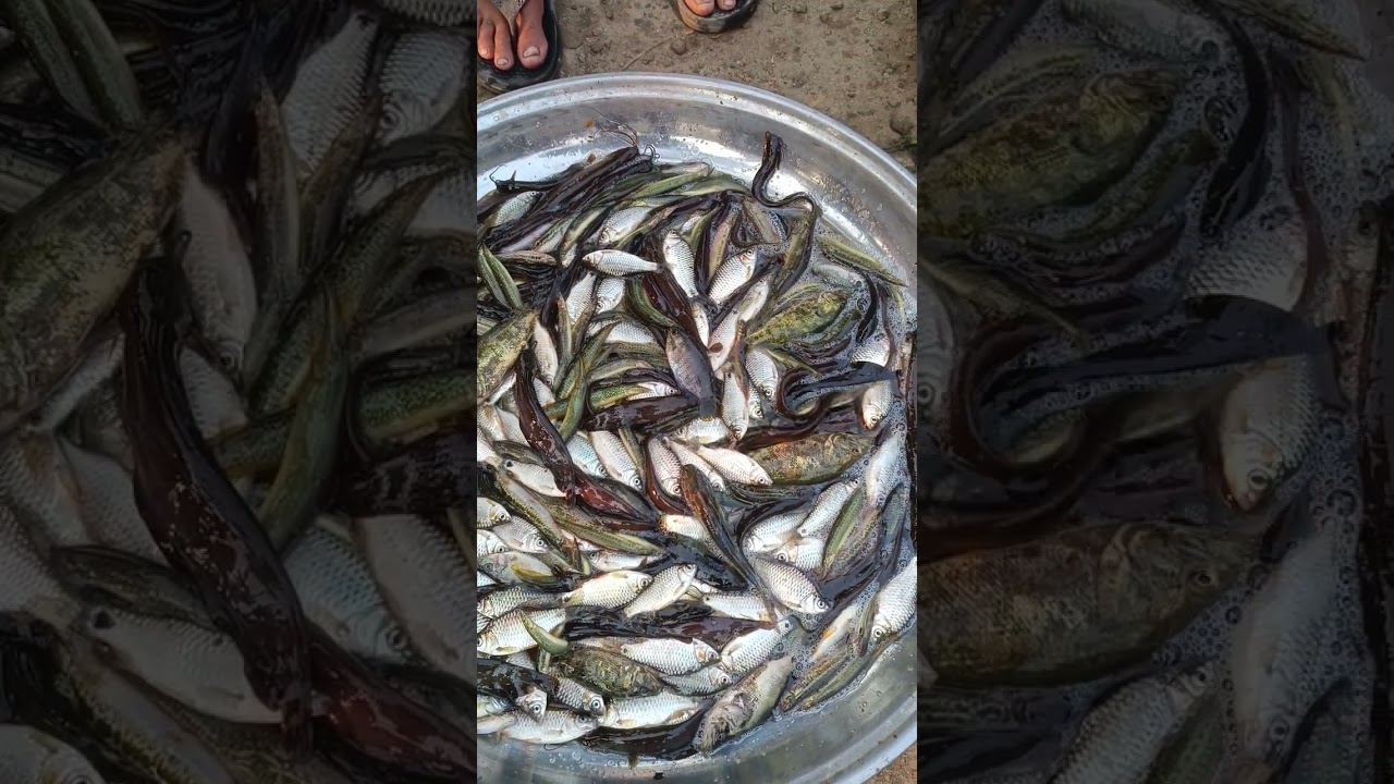 ঘোনাপাড়া বাজার চ্যানেল সাবস্ক্রাইব করুন। #Robin vlogs #fish #viral #fishing 