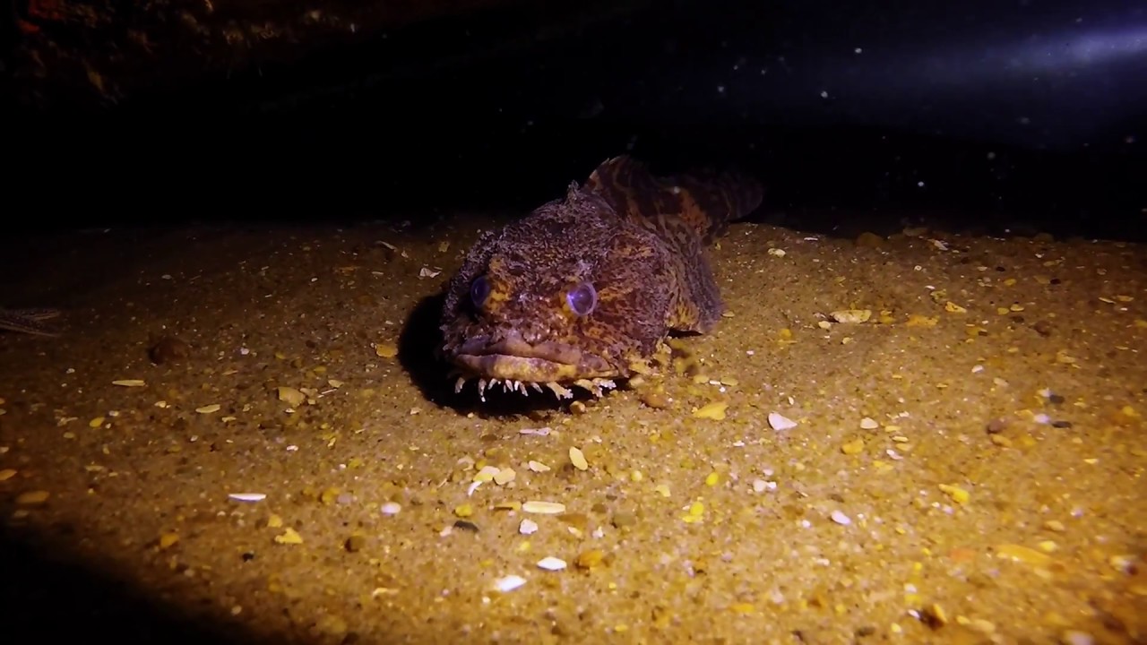 Tower Reef - Virginia Beach, VA 8/12/2018