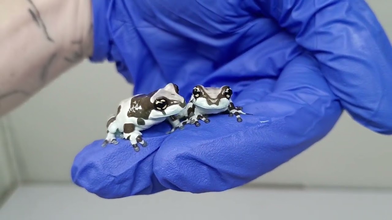 2/12/26 CB Amazon Milk Frog 2 Pack 2