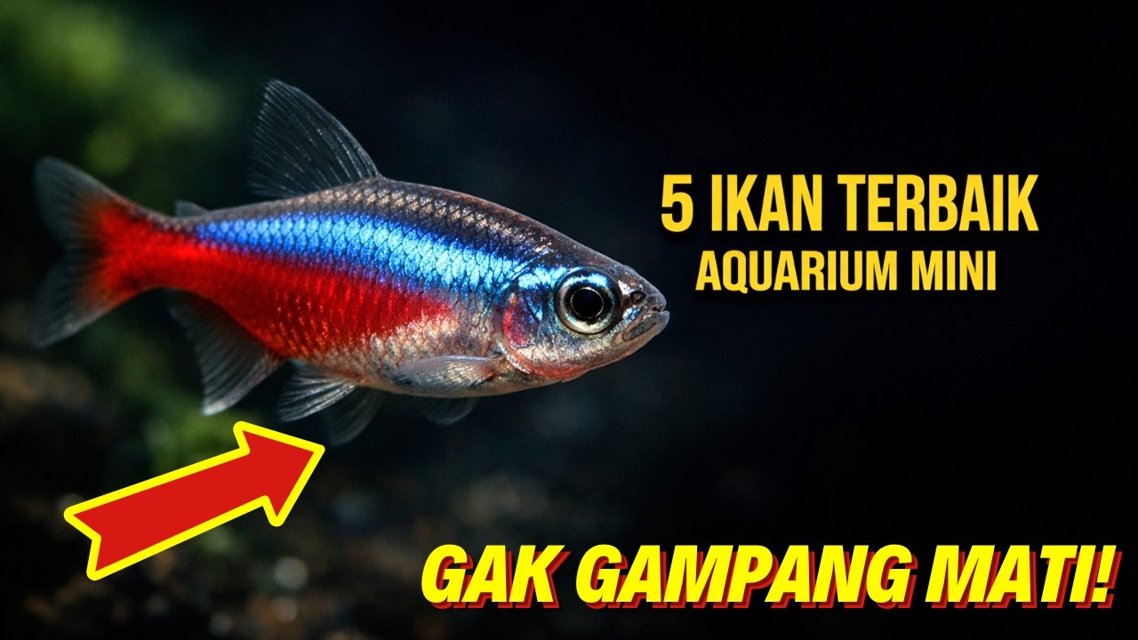 Ikan Hias Aquascape Pemula: 5 Jenis Kecil yang Tahan Banting!