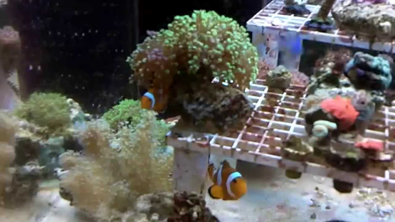 60 Gallon Frag Tank
