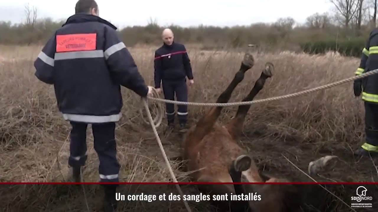 Cheval secouru à Fresnes-sur-Escaut