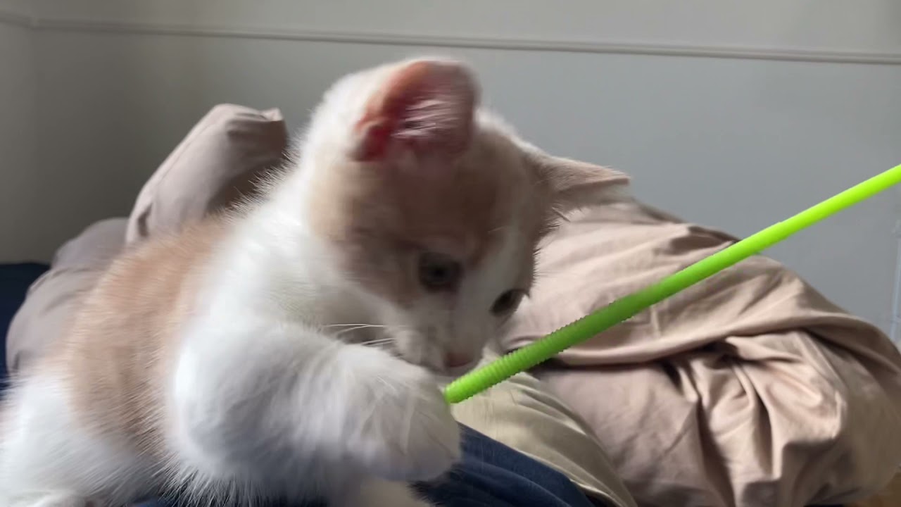 短い手足で戯れてくる猫が可愛い