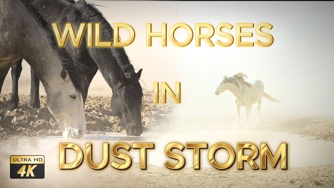 Desert Horses SHOWCASE Their Ability To SURVIVE Harsh Conditions