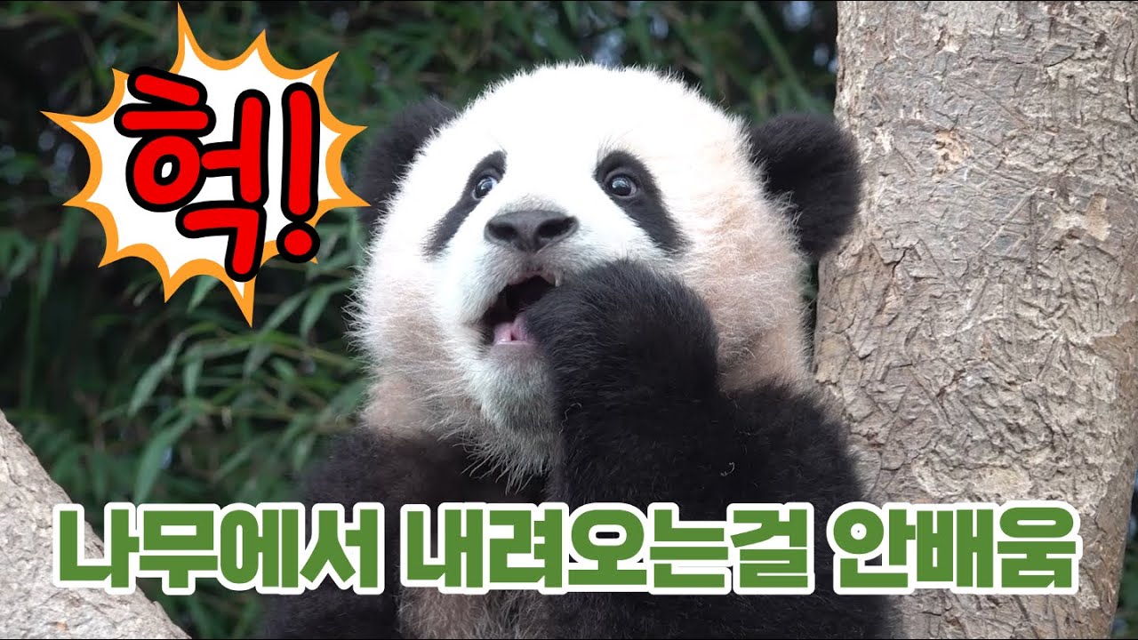 ★에버랜드 판다월드★ 