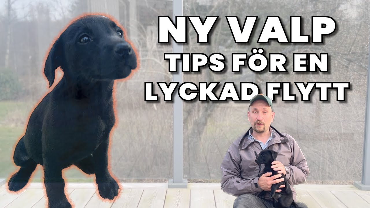 Första tiden med valp. Vår nya Jaktlabbe, Java