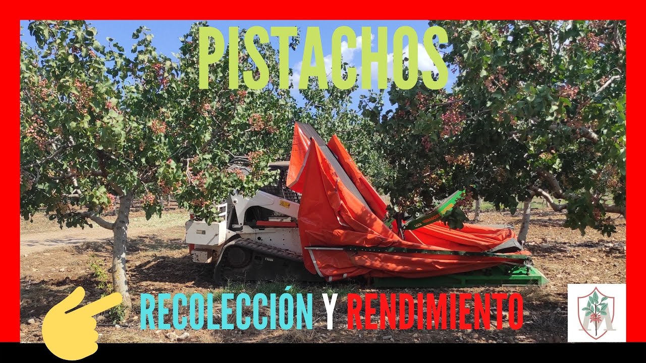 📢Producción y Recolección de PISTACHO con Paraguas |💯 RENTABLE❗❗❗