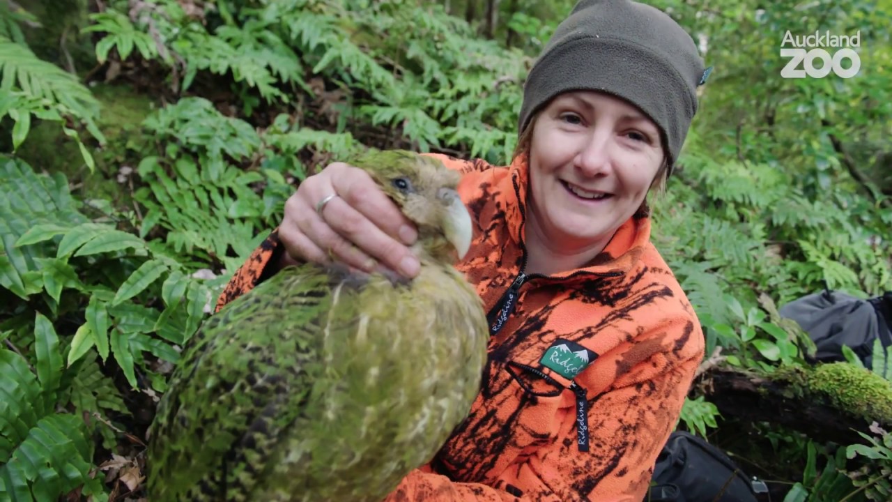 Episode 1 - Kākāpō Conservation Field Work on Whenua Hou
