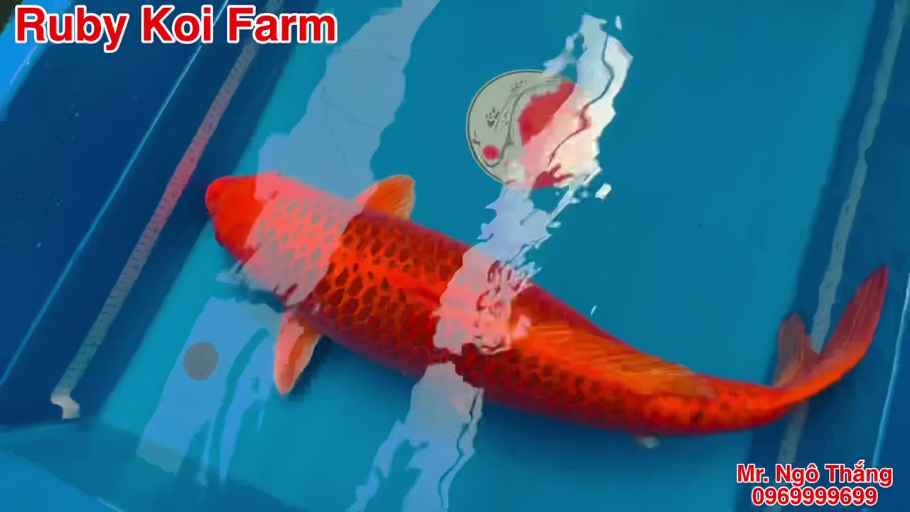 Cách thả cá mới vào hồ. #Koi #JumboKoi #KoiKinmatsuba #KoiShowa #KoiSanke #koikohaku