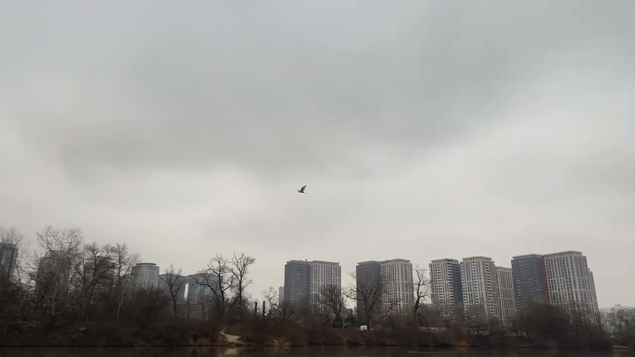 Цапли & утки озёр и заливов Княжьего затона...19.12.2025 г. 