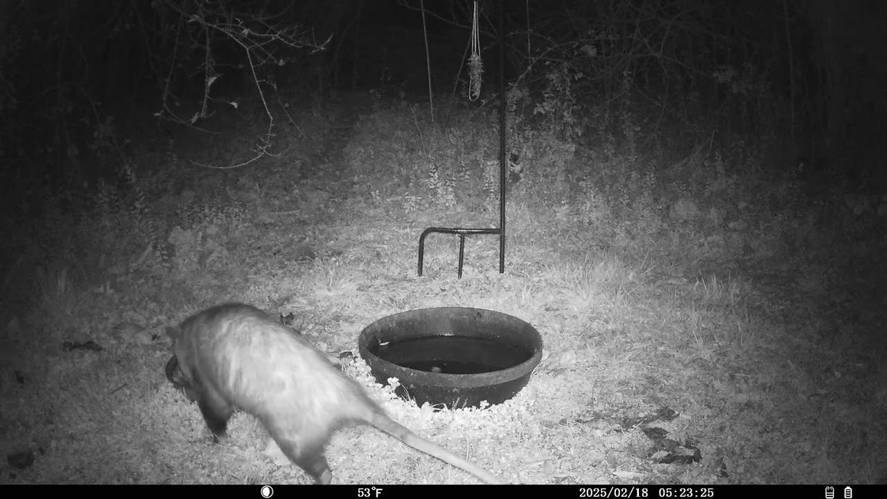 Trail Cam 2026 FEB 18