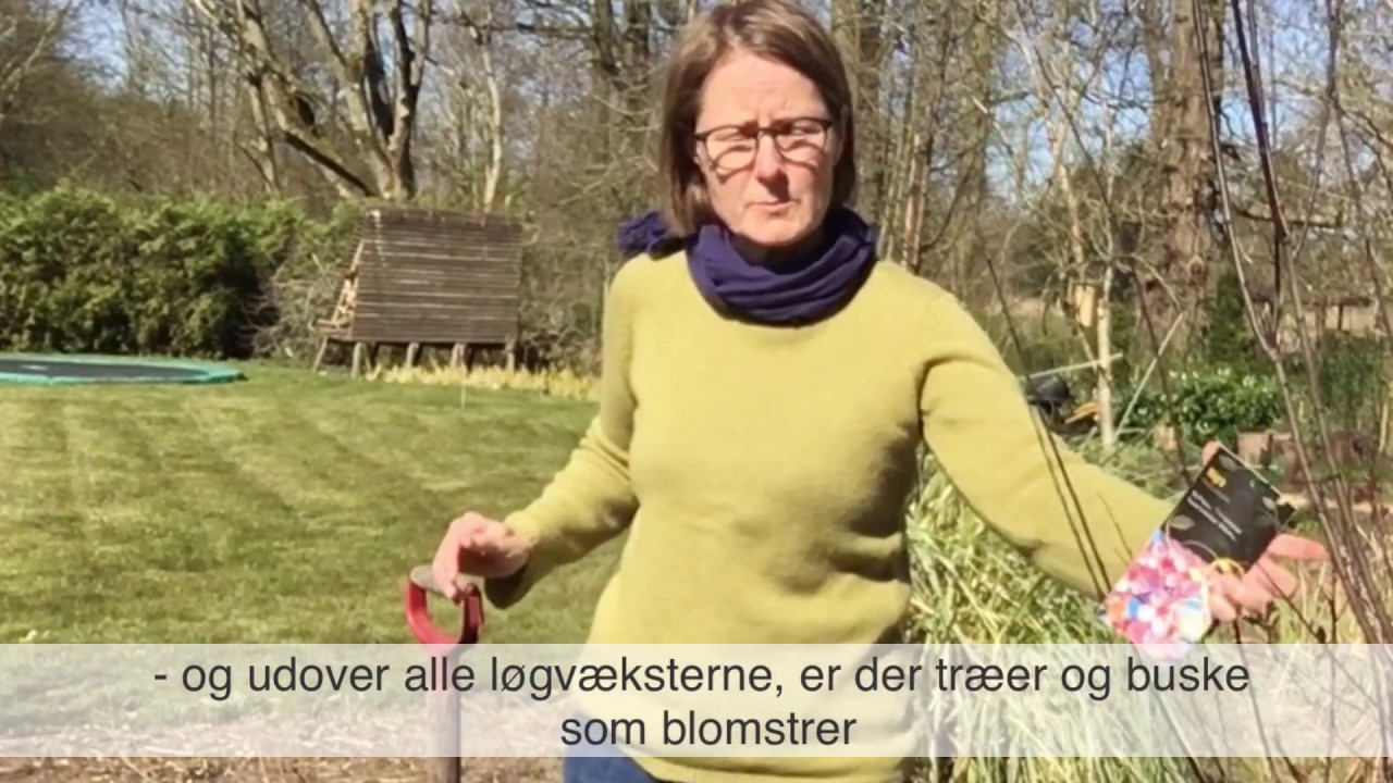 Plant træer og buske