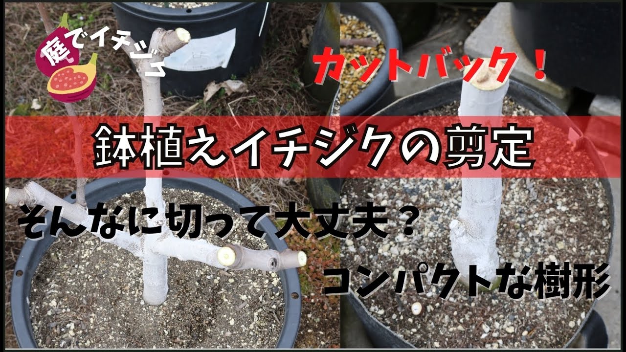 【イチジク】鉢植えイチジクの剪定動画になります。今年もガッツリ強剪定します。