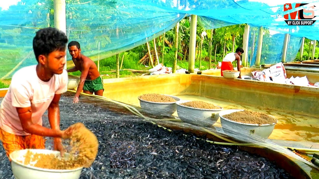 Wow! Amazing Million Baby Catfish Feeding | Catfish Farming Business in India