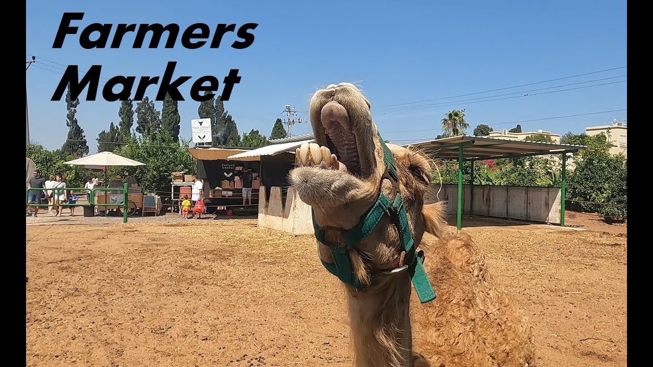 Farmers Market, Pardes Hanna - Karkur, Israel, Summer 2023 | שוק איכרים בפרדס חנה - כרכור