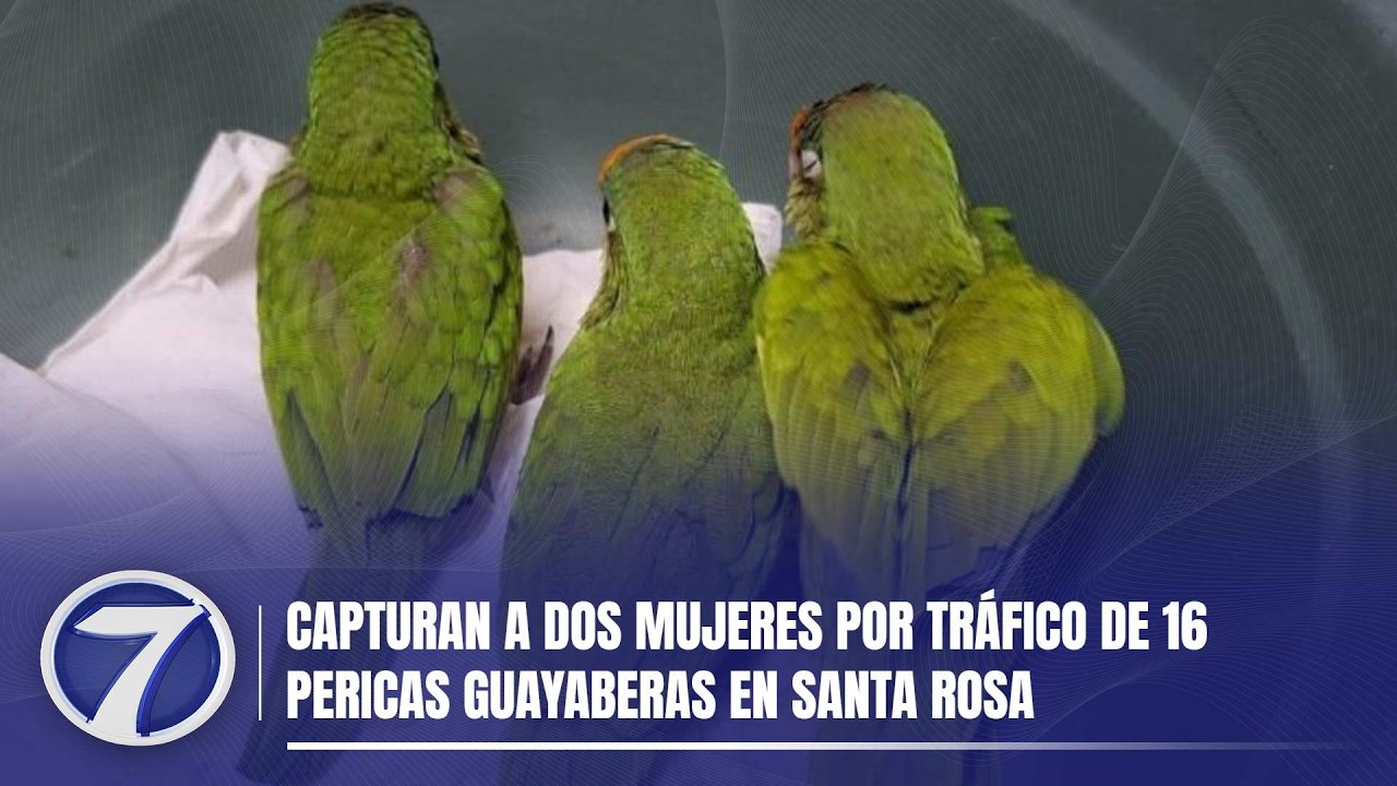 Capturan a dos mujeres por tráfico de 16 pericas guayaberas en Santa Rosa
