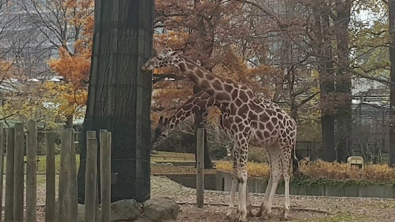 اغرب حيوان في العالم زرافه برقبتين🦒🦒في حديقه حيوان برلين 😲| مصري في المانيا