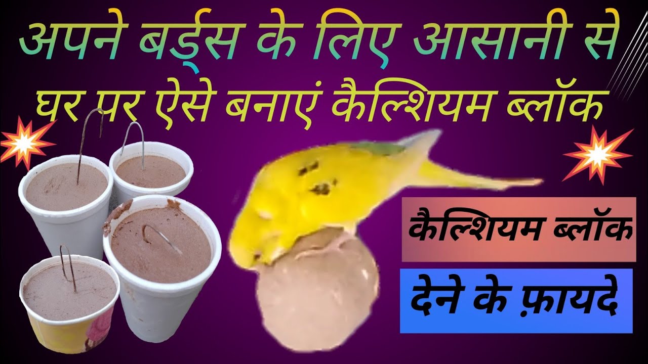 बर्ड्स के लिए कैल्शियम ब्लॉक कैसे बनाएं//how to make calcium block for budgies bird