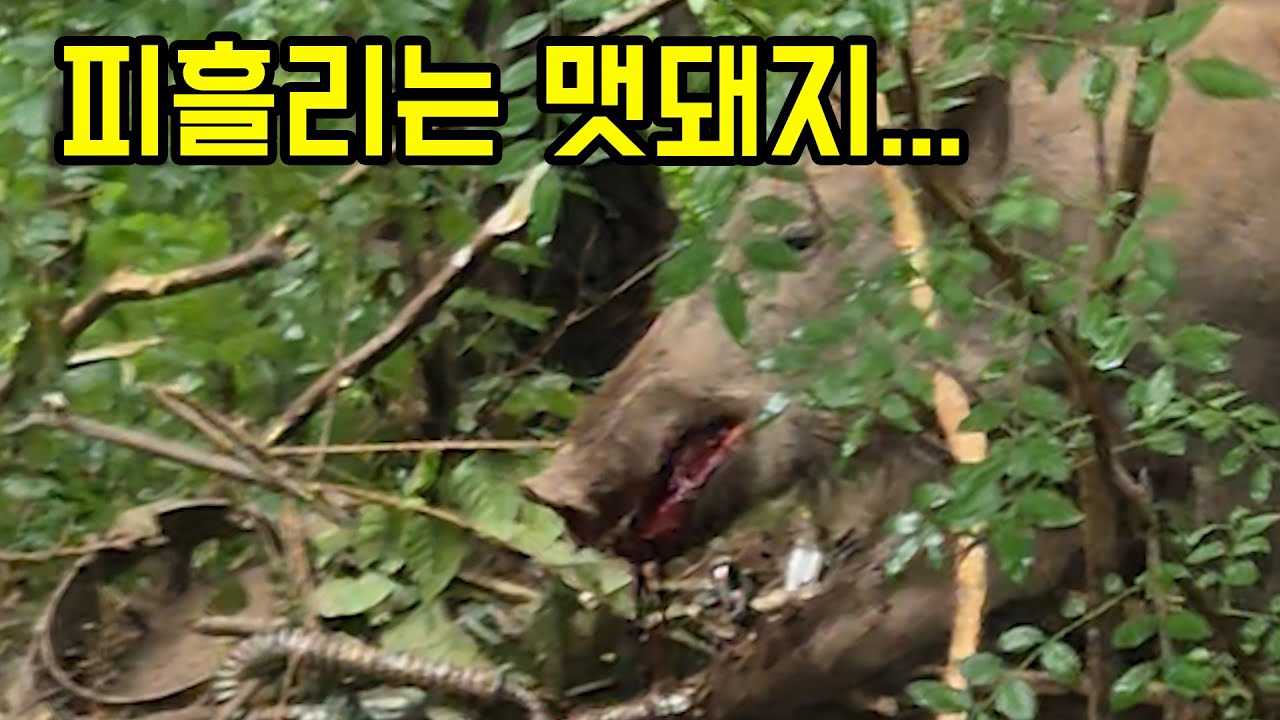 맷돼지한테 다 털렸습니다..진짜 재난수준..초토화입니다....진심..