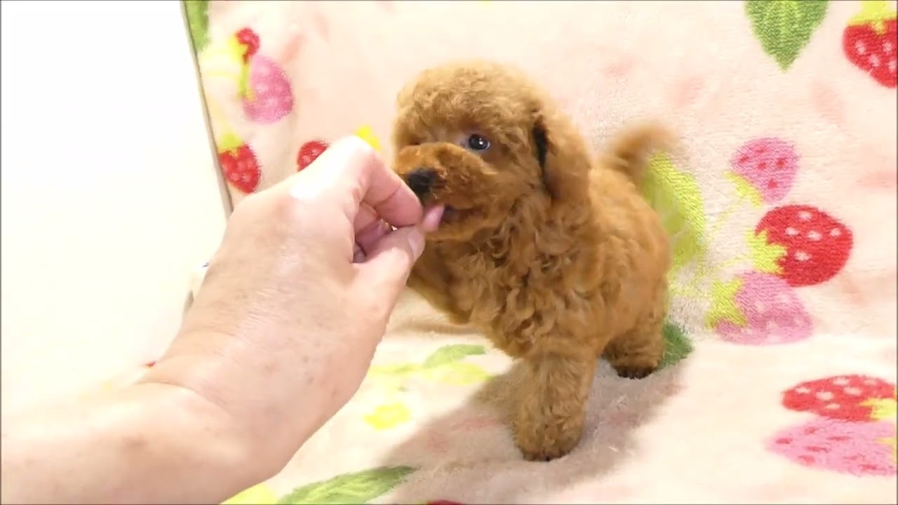 トイプー♀レッド10 31