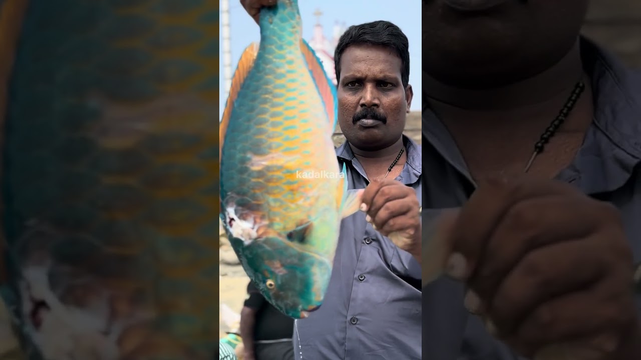 A pitiful sight seen on the Vizhinjam beach 10.02.2026 #kadalkara #seafood #vizhinjam #fish #seafood 