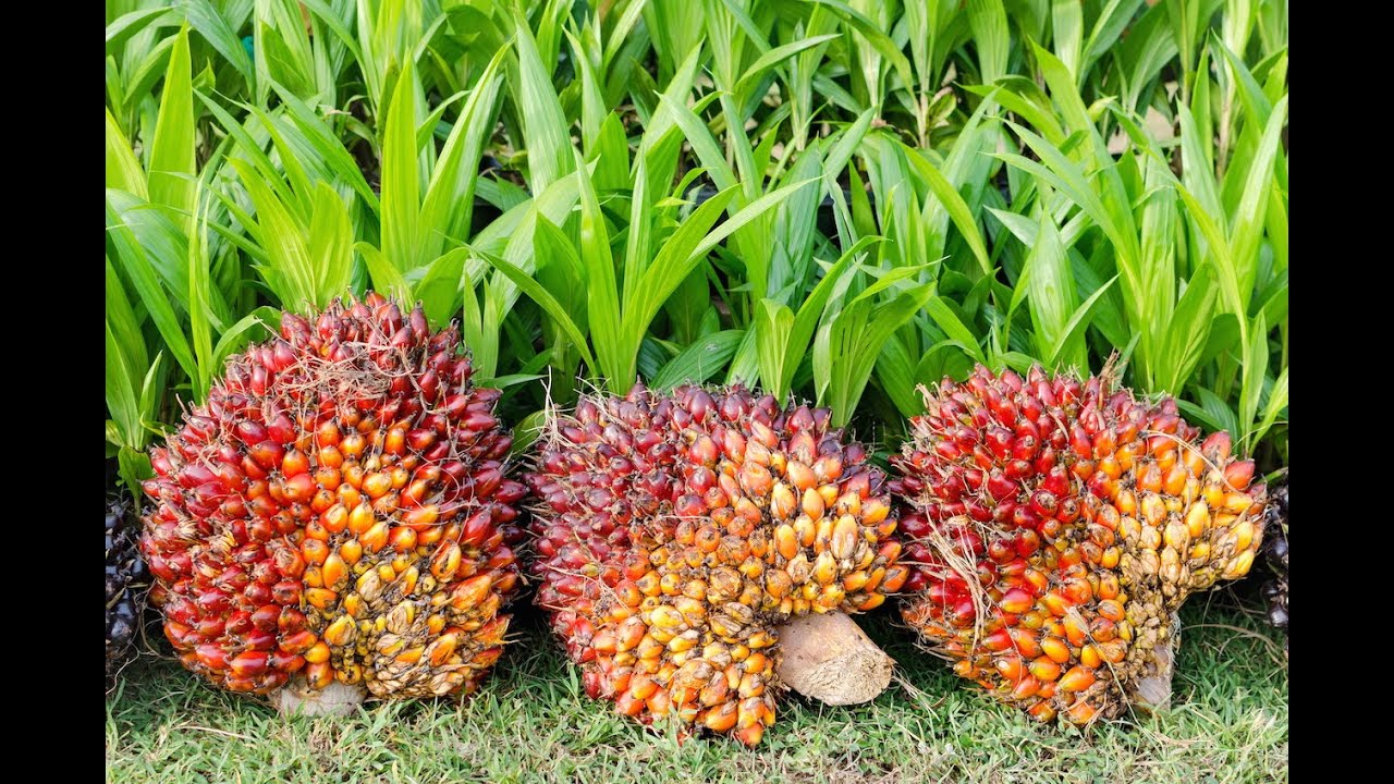 Research Spotlight: Palm oil, rainforests and  farmers in Cameroon