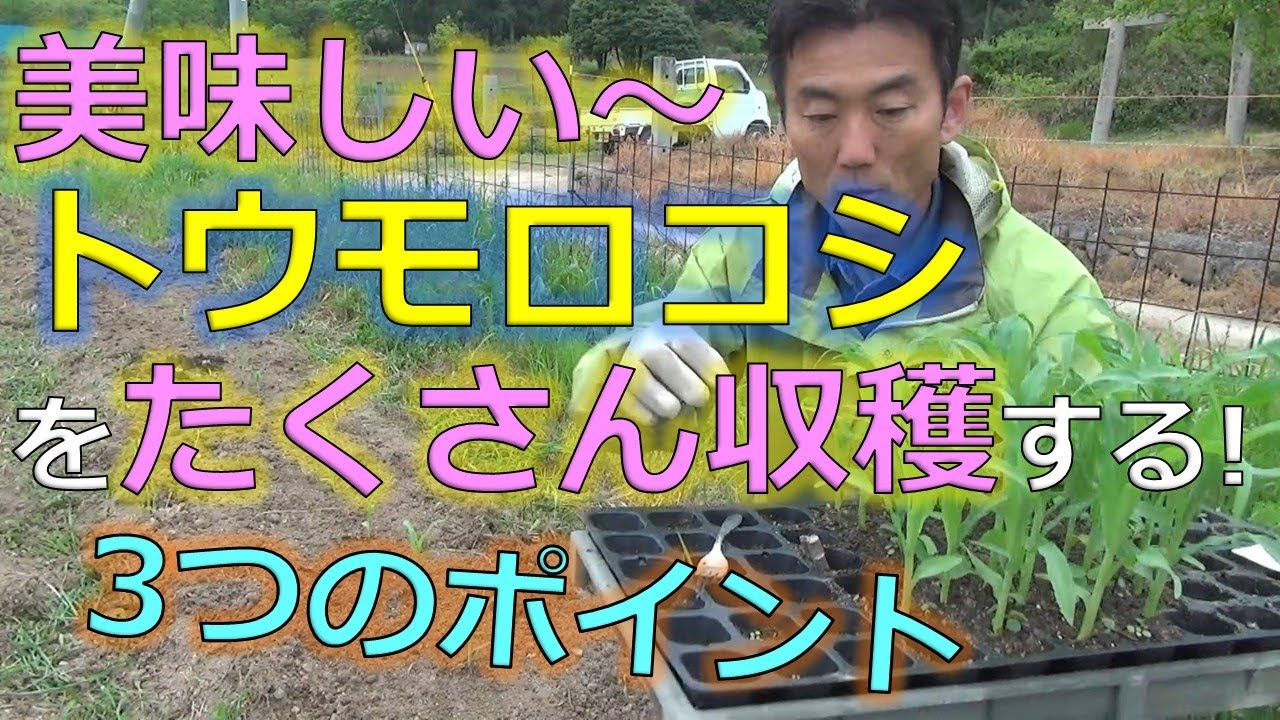 美味しいトウモロコシを収穫する！３つのポイント