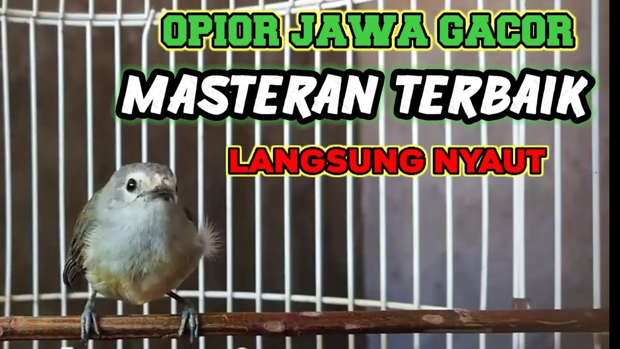 pancingan opior jawa gacor untuk opior bahan dan opior malas bunyi langsung nyaut