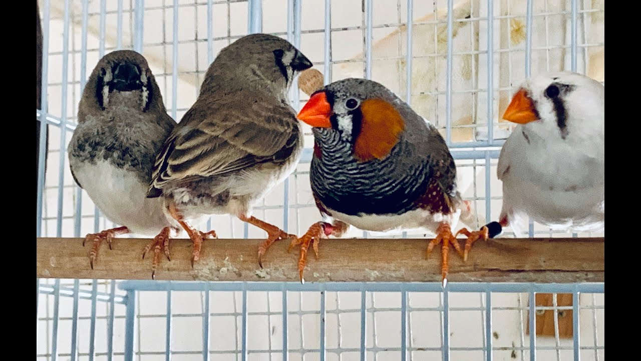 Zebra Finch Breeding Update