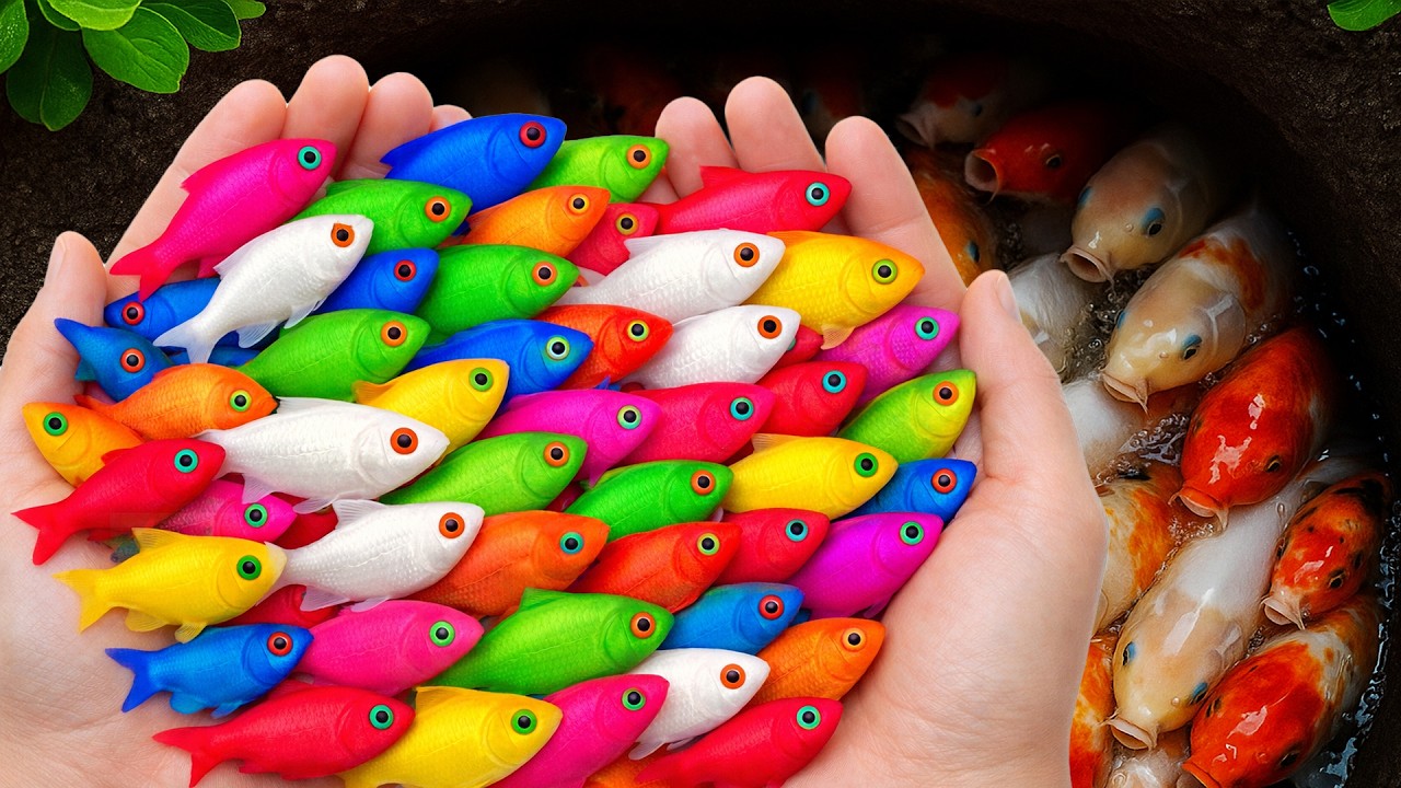 Catch Beautiful Ornamental Fish in COLORFUL EEG, Baby Turtles, Eels, Koi, Carp, Molly Fish, Frog