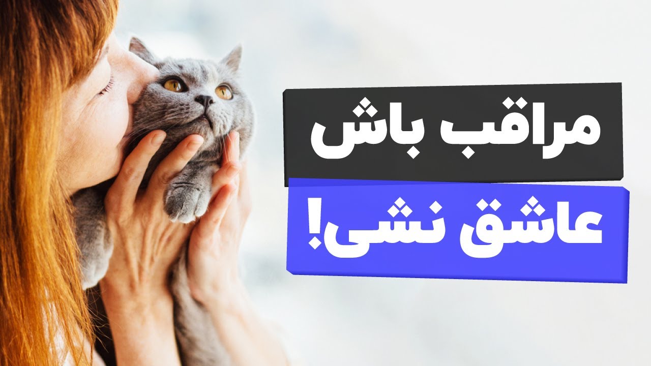 😜حقایق گربه ای عجیبی که اگر بدونید عاشق میشید