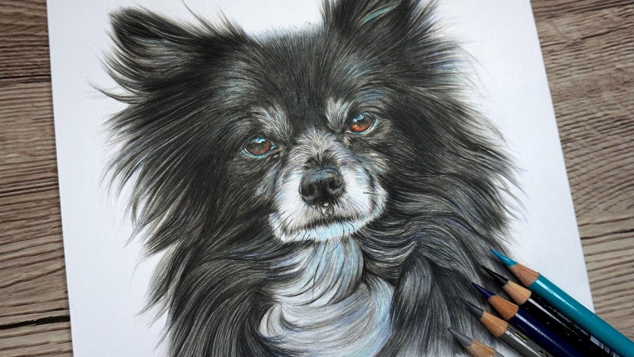 How To Draw Realistic Black Fur - Polychromos Colour Pencil Tutorial