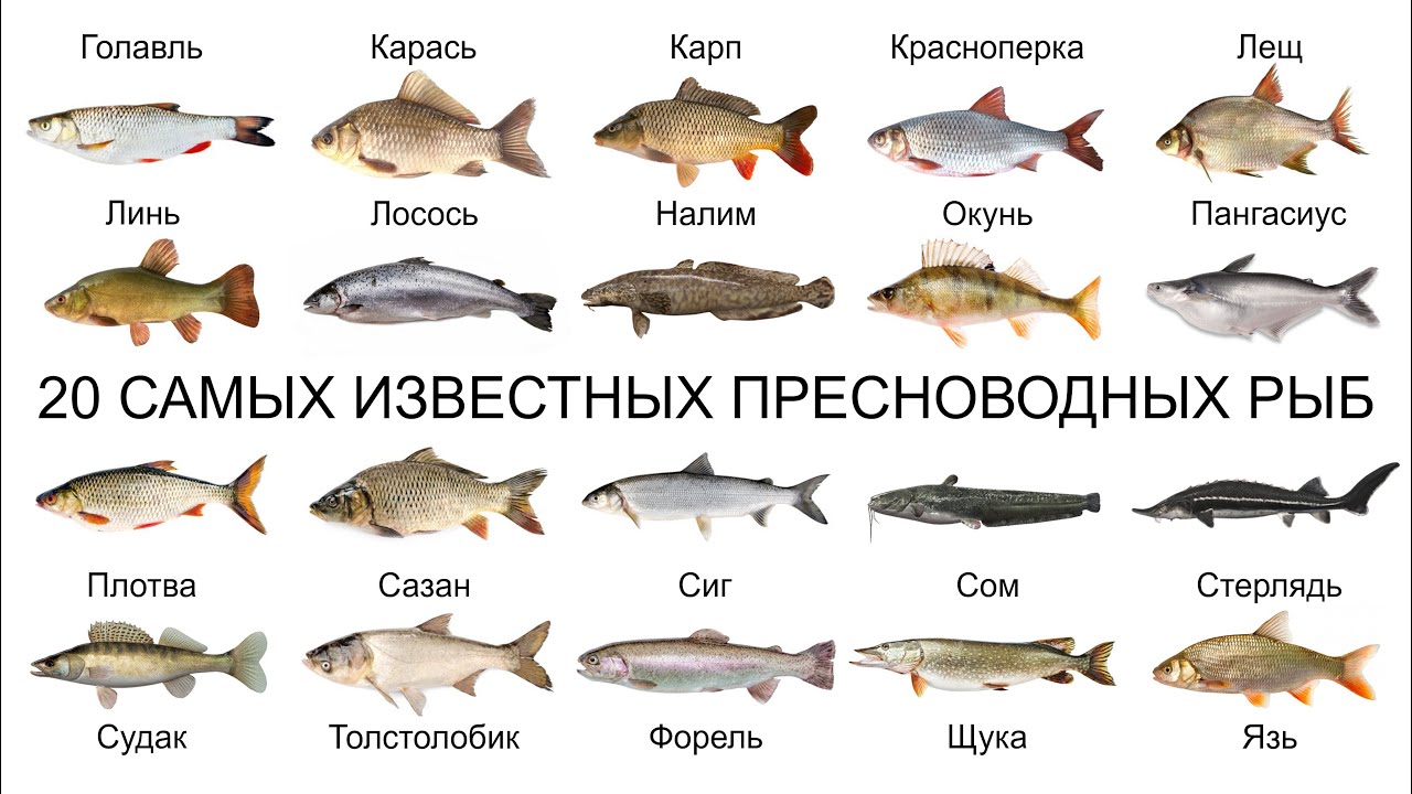 Топ 20 САМЫХ ИЗВЕСТНЫХ ПРЕСНОВОДНЫХ РЫБ
