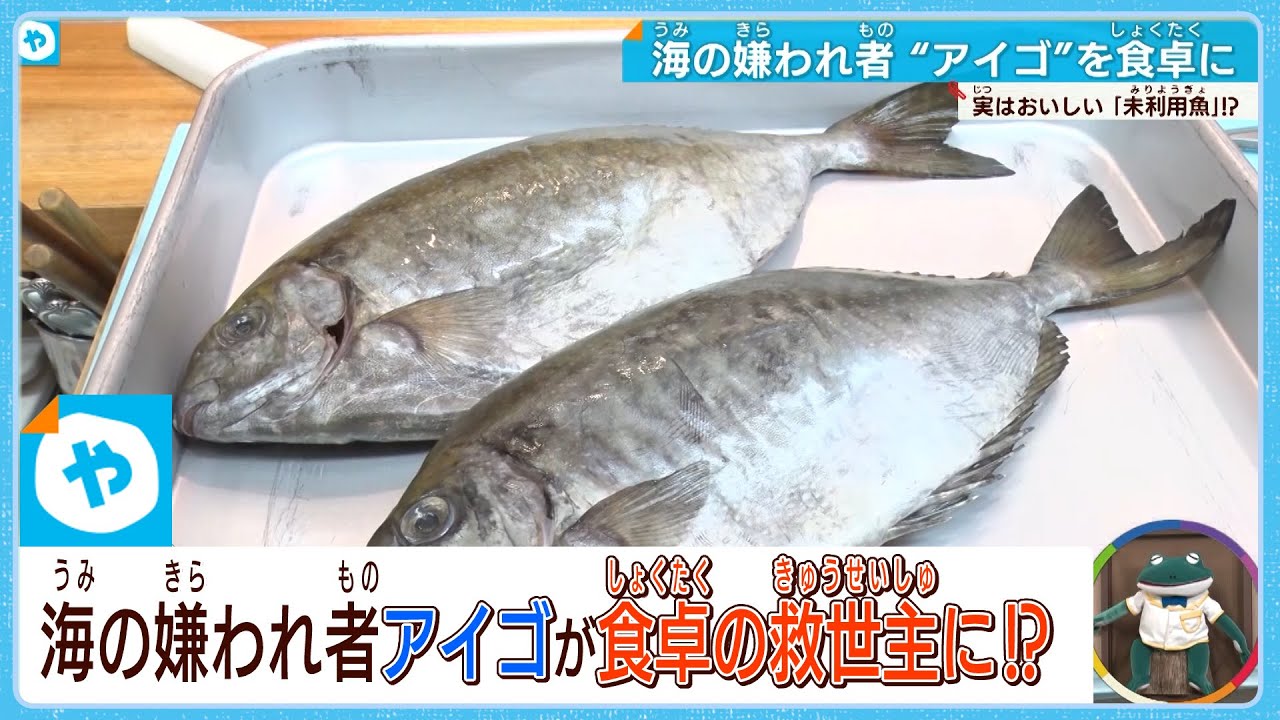 海の嫌われ者を養殖⁈ 実は…おいしい☺…  #未利用魚
