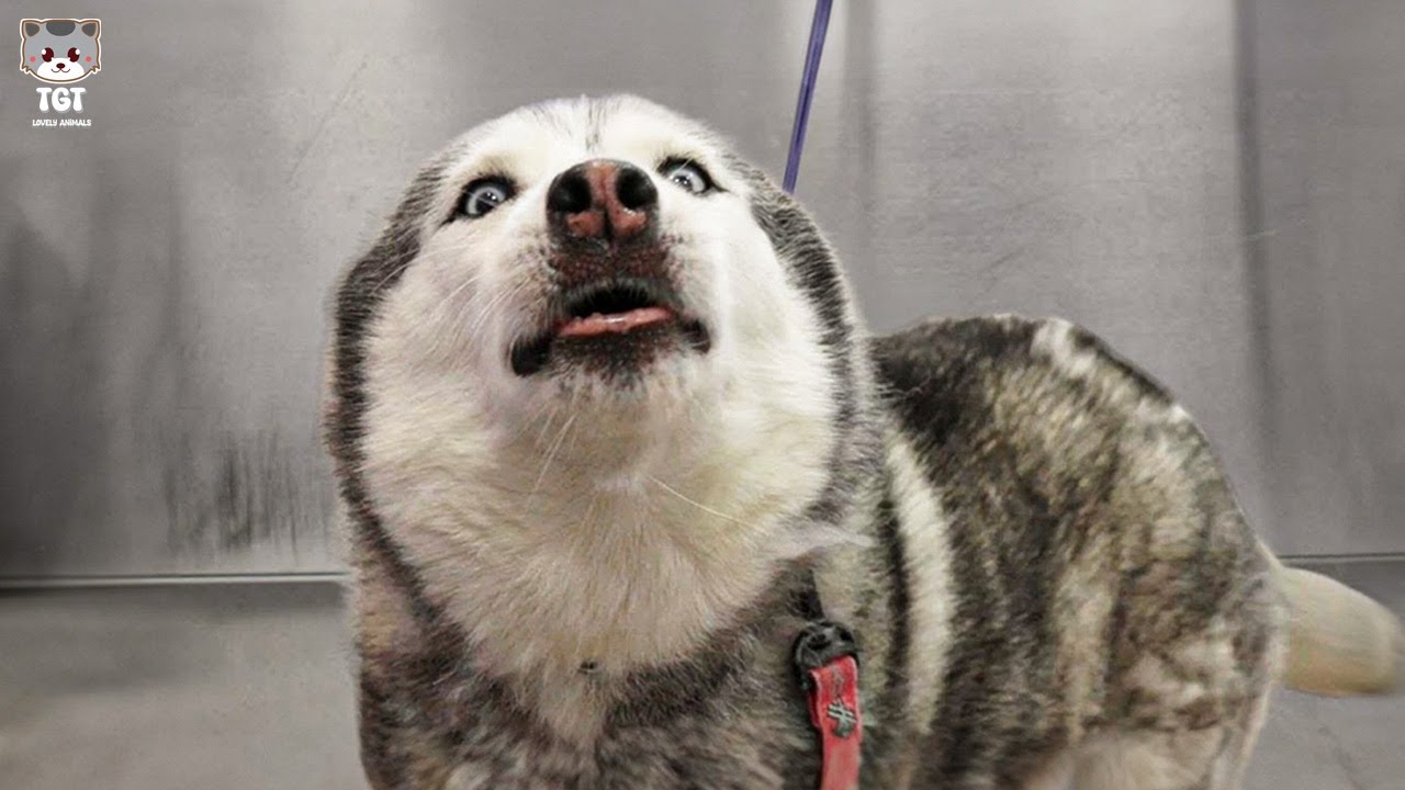 Get a Husky they said, It will be fun🤣Funny Husky Moments🐶Funny Dogs Video