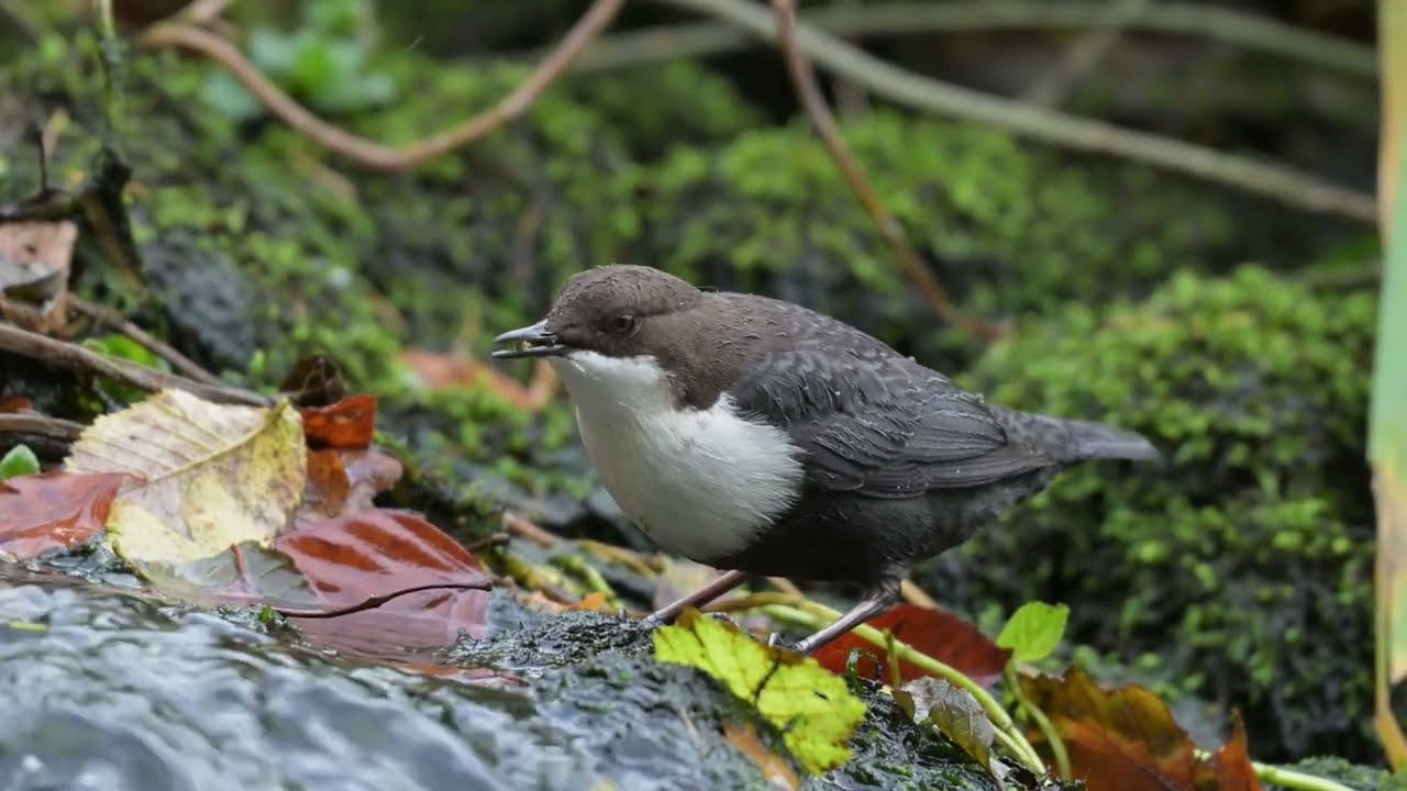 Dippers from Denmark