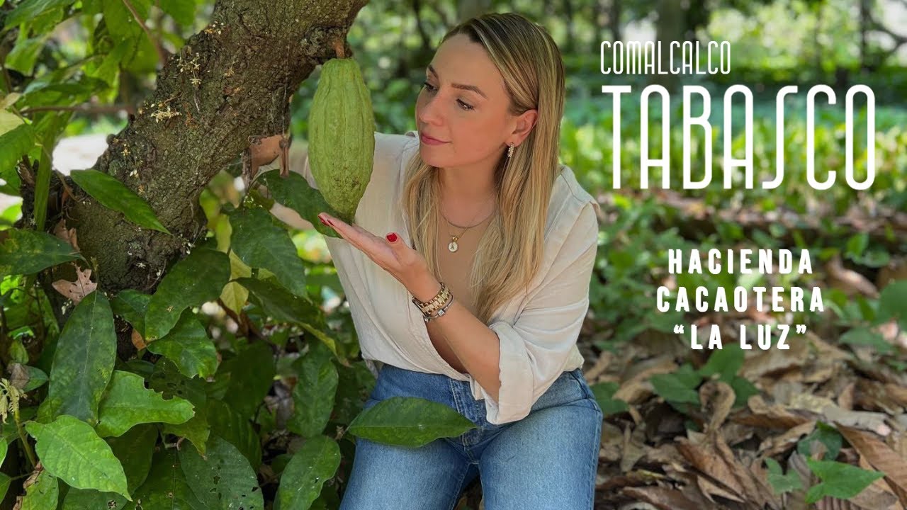 Así se trabaja en una Hacienda Cacaotera en Comalcalco Tabasco
