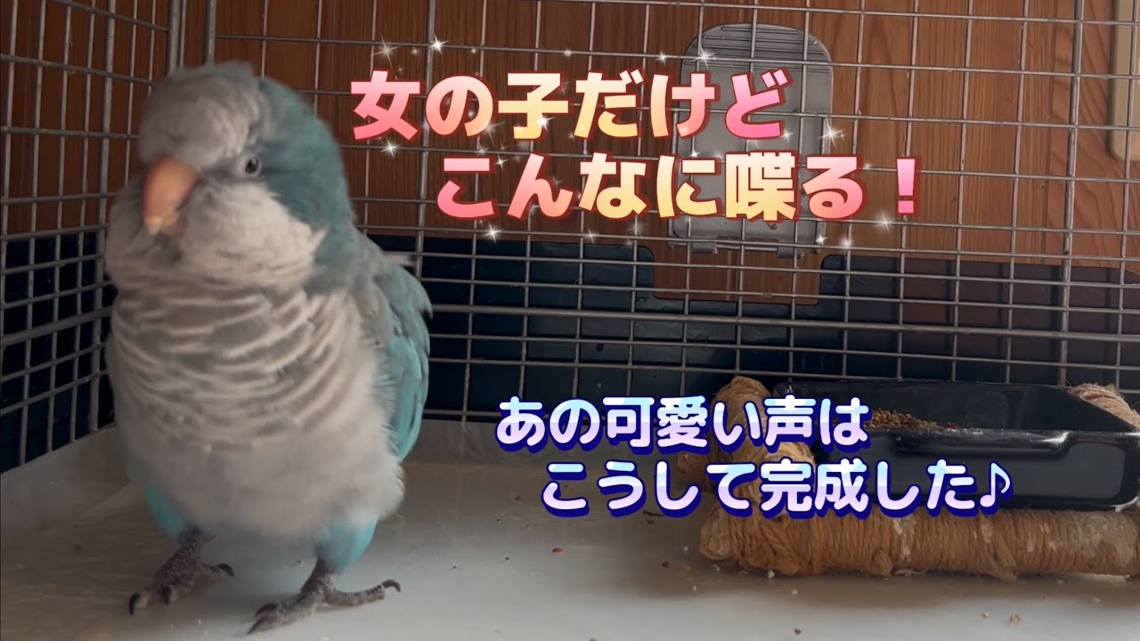 オキナインコの女の子🐥レオはこんなにお喋りするよ🎵😊　#オキナインコ　#インコお喋り